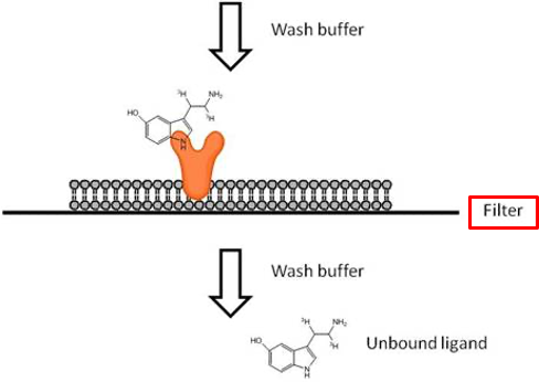 <ul><li><p>isolate cells (or membranes) containing the receptors. Place onto the filter </p></li><li><p>prepare saturating amounts of ligand molecules (eg. radioactive or fluorescent)</p></li><li><p>pass the mixture through the filter (pore small enough to retain cells or membranes)</p></li><li><p>wash away unbound ligand molecules</p></li><li><p>measure bound radioactivity (the sum of specific + non specific binding)</p></li></ul><p></p>