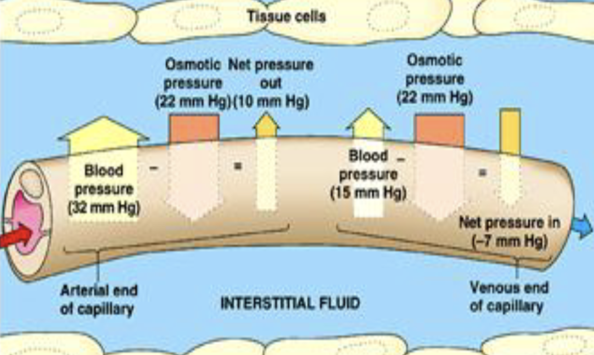<p>colloidal osmotic (oncotic) pressure</p>