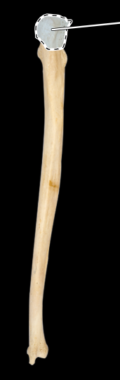<p>Ulna, posterior view, right side</p>
