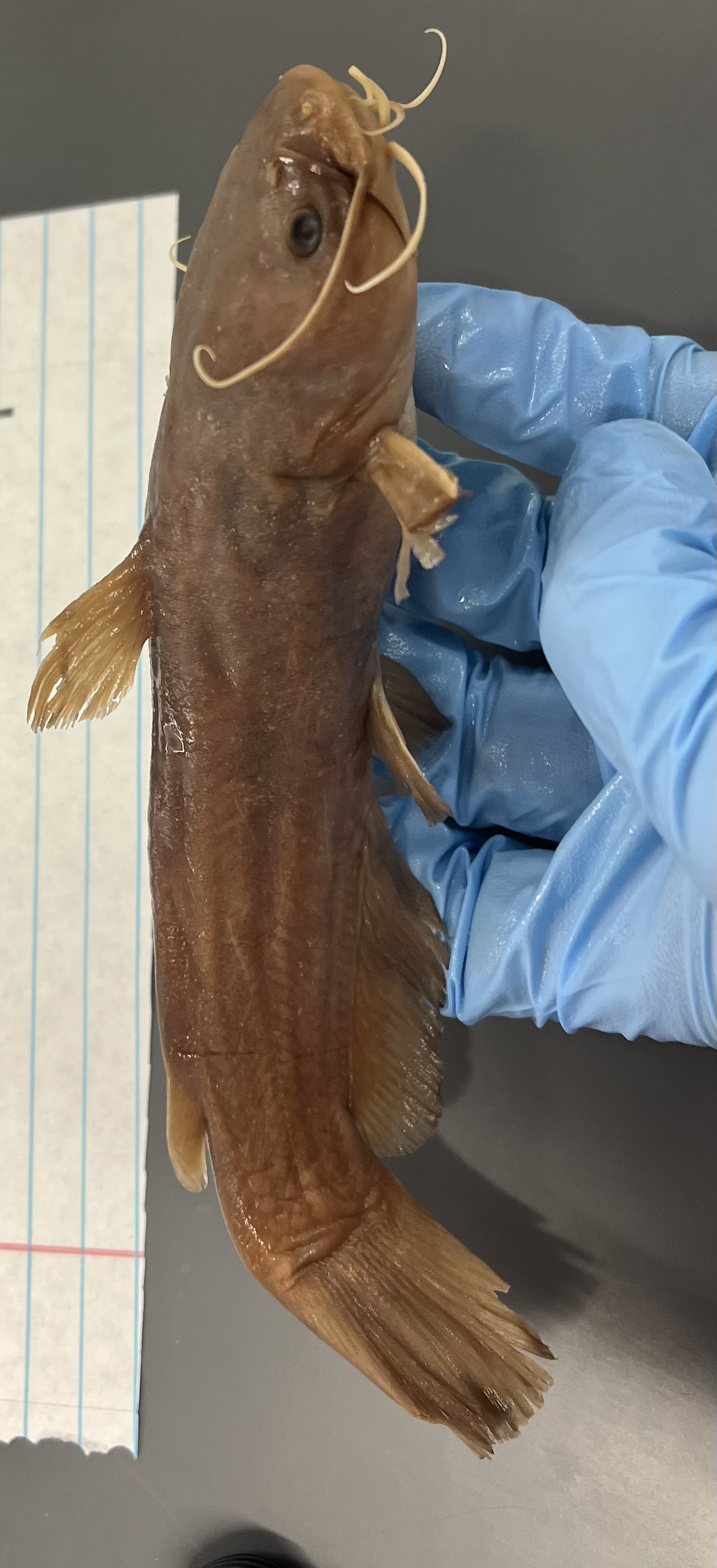 <p>Itty bitty adipose fin</p><p>Smaller</p><p>Margined madtom size</p><p>Darker</p><p>Light belly</p>