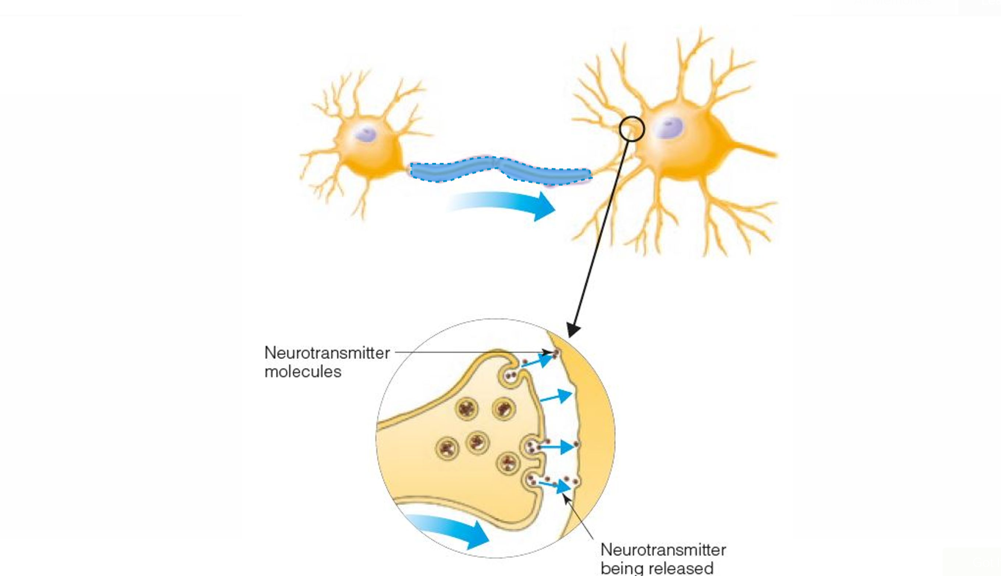 <p>Part of the neuron that transmits signals from the cell body to the synapse at the end of the axon</p>