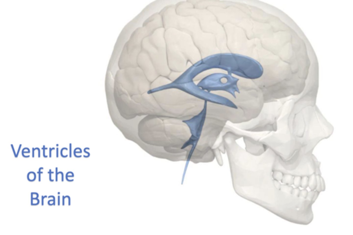 <p>what are ventricles?</p>