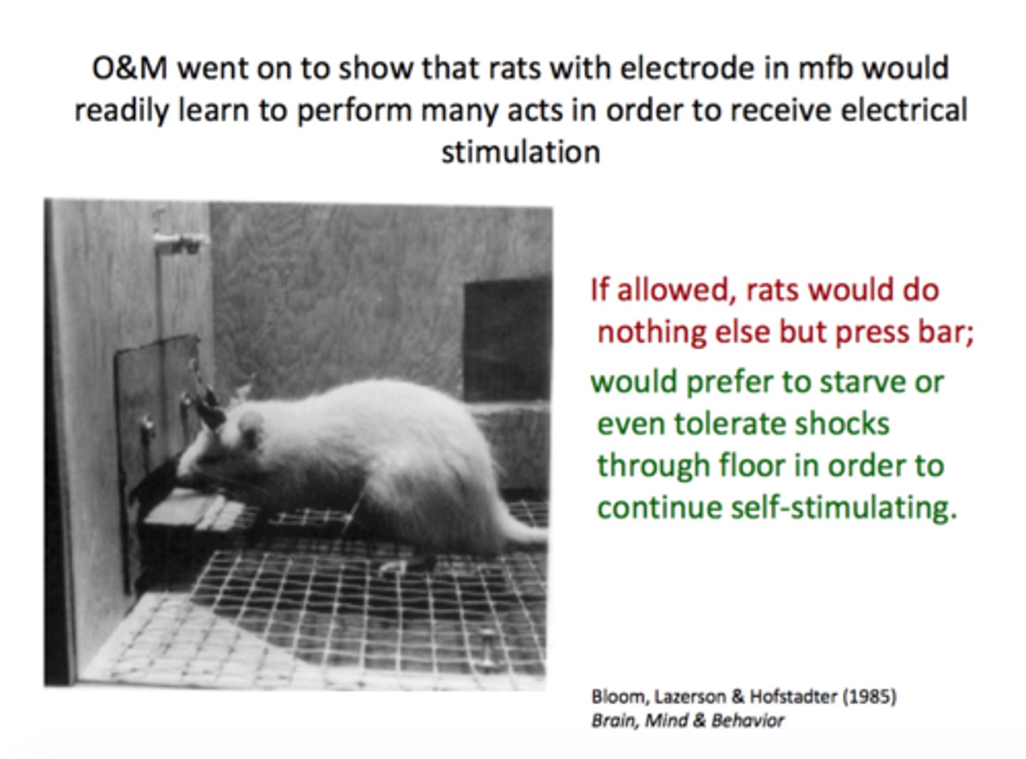 <p>Discovered the pleasure center of the brain; He put the rat in a box and stimulated its brain whenever the rat approached a certain corner. Further research showed that stimulation of areas in the limbic system produced pleasure in humans, too; Hypothalamus stimulated and dopamine released.</p>