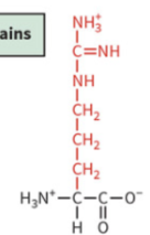 <ul><li><p>polar: positively charged</p></li><li><p>pKa 12.5</p></li><li><p>protonated and positively charged at physiological pH</p></li></ul><p></p>