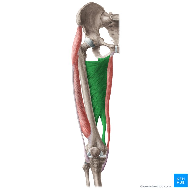 <p>Large muscle from pelvis to femur; adducts and extends the thigh; palpate deep in the inner thigh.</p>