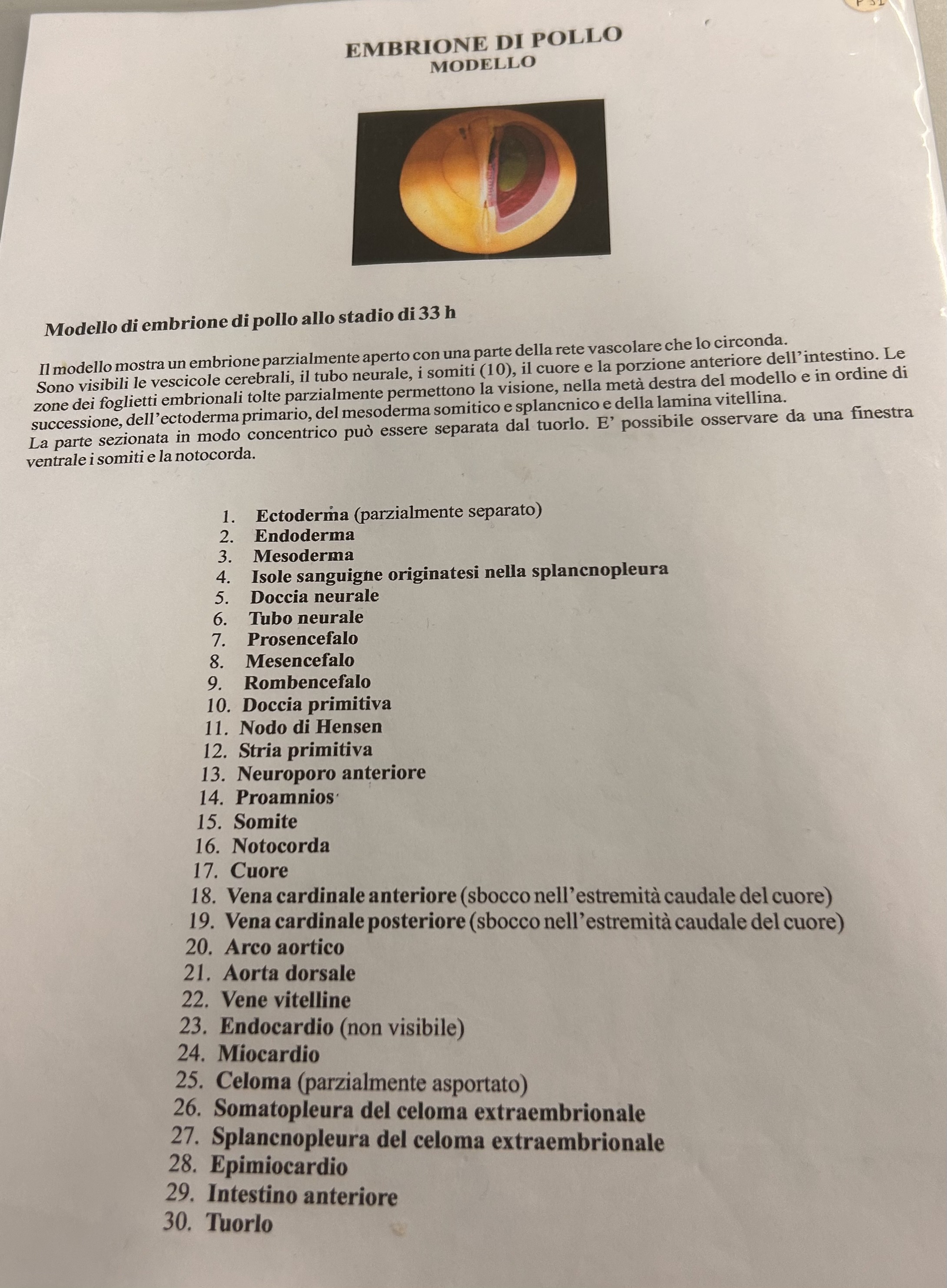 <p>Modello embrione di pollo a 33h</p>