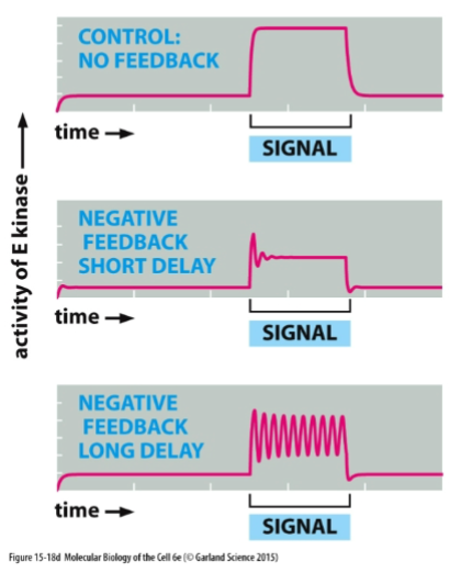 <p>A regulatory mechanism in which a change in a variable triggers a response that counteracts the initial change, thereby maintaining homeostasis. </p>