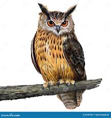 <p>the owl</p>