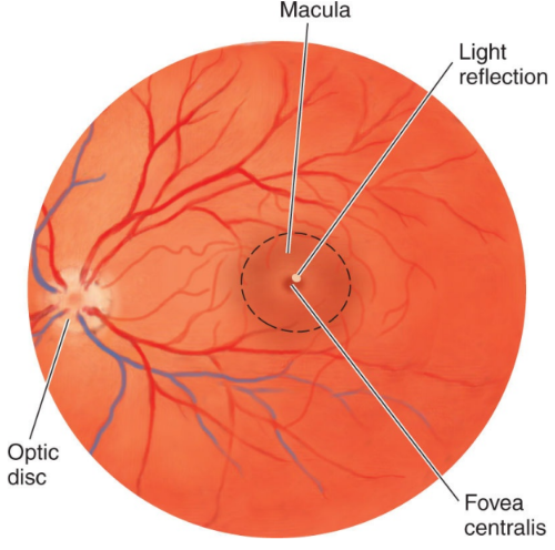 <p>depression in the middle of the retina that is the area of<em> sharpest vision</em></p>
