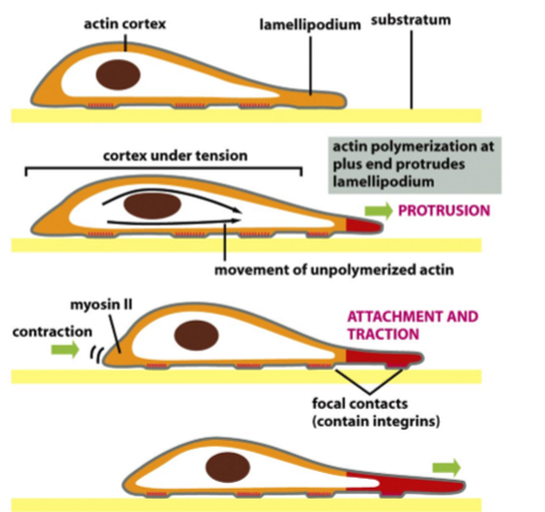 <p>steps: cell must polarize → directed polymerization of F-action at leading edge → attachament of leading edge to the substratum/substrate (extending like catching something with a rope or lasso) → contractivity as rear pulls cell forward and rear detaches → keep repeating for as long as the signal persists (if teh signal stops, the cell will get distracted and stop heading in that direction); if using a pipette to pipe a chemoattractant, that is an instructive cue</p>