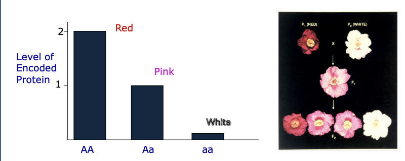 <p>Incomplete dominance</p>
