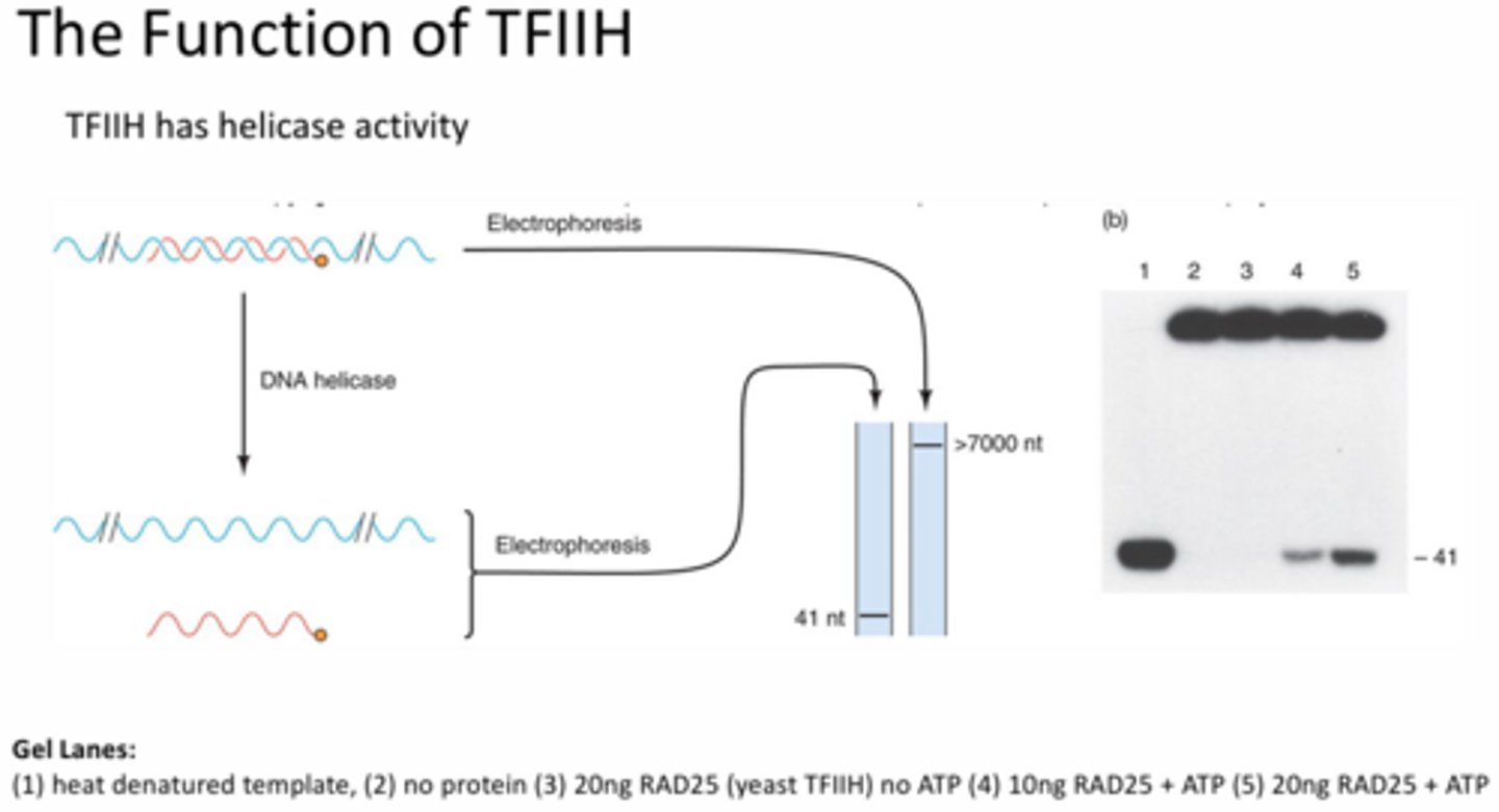 <p>Unwinding of double stranded DNA. This was illustrated using a helicase experiment in which a complementary probe containing a tag was added to the template and allowed to bind to form a double helix. After various treatments, it is shown that the addition of the TFIIH and ATP resulted in the tagged probe being released from the template, which indicates helicase activity was occurring. This is supported by the heat treated control showing only the probe, the untreated/no protein control only showing the larger double stranded band, and the protein only (no ATP) band being the same as the untreated/no protein control.</p>