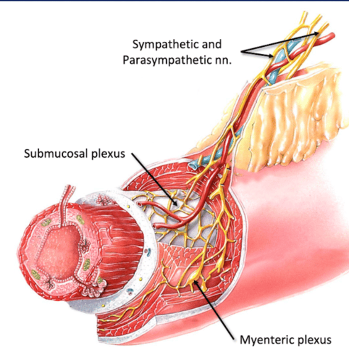 <p>Where: Muscularis (muscular layer)</p><p>For: Gut Motility</p><p>-move contents through GI tract (peristalsis)</p>