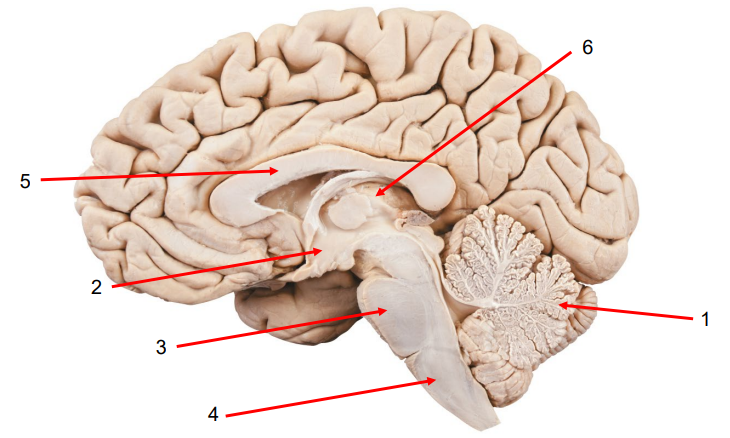 <p>Name and Describe the Brain’s Structures:</p>