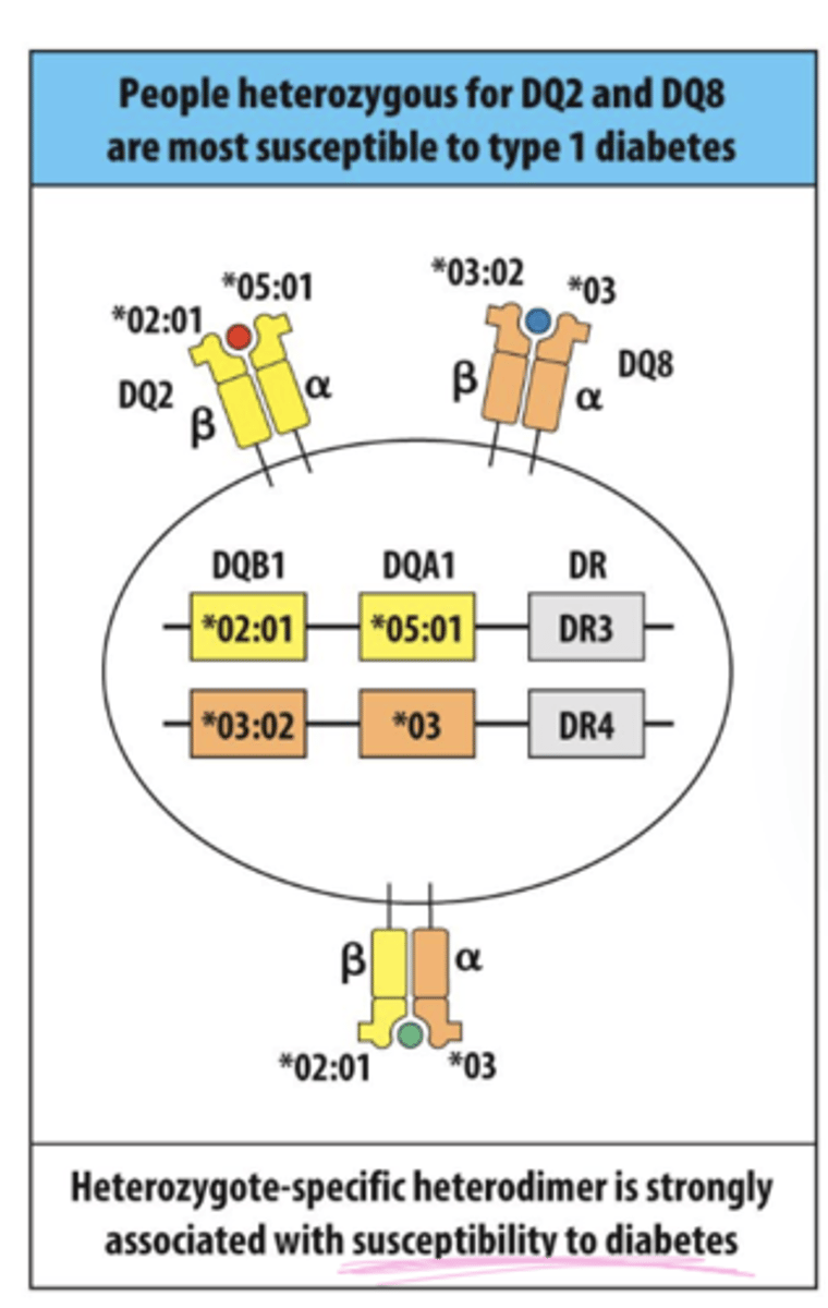 <p>A: Individuals have 4 HLA alleles (2 maternal, 2 paternal), autoimmune disease is most often linked to HLA class II, and only ~20% of people with AID-associated HLA actually develop disease.</p>