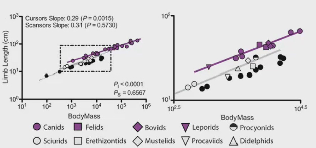 <ul><li><p>Limb length = body length = l^1</p></li><li><p>Body mass = volume</p></li><li><p>Predicted exponent using surface law was 1/3</p></li><li><p>Calculated slope was 0.29 for cursor (animals adapted to running</p></li><li><p>Calculated slope was 0.31 for sensors (animals adapted to climbing)</p></li><li><p>Why do runners have shorter limb length than predicted</p></li></ul><p></p>