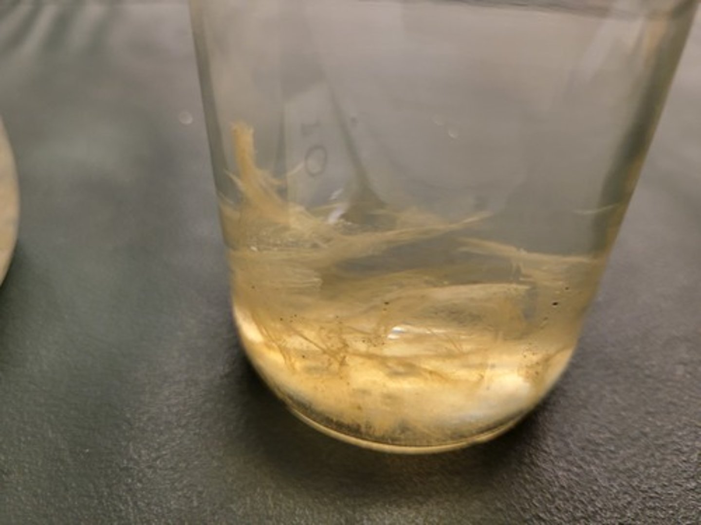 <p>Identify Taxonomy</p>