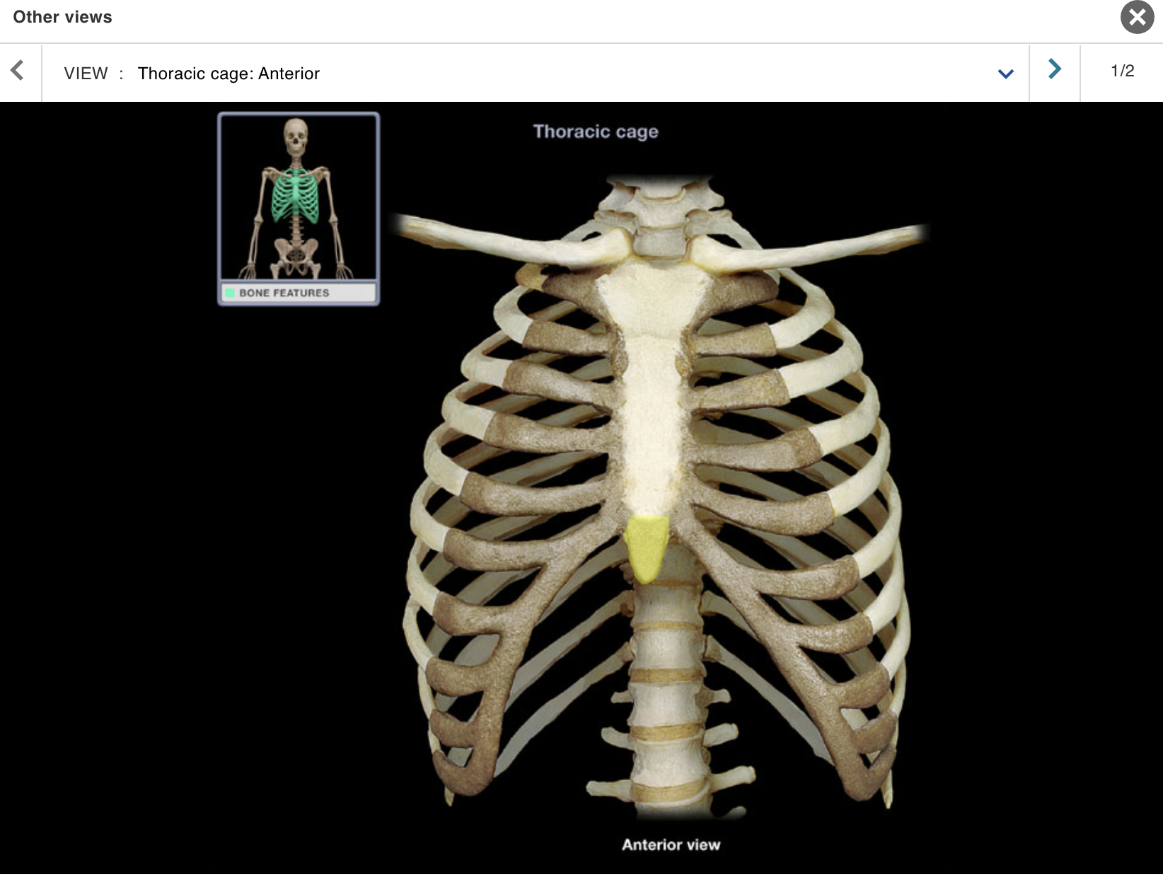 <p>Location:</p><p class="p1">• Sternum (inferior part)</p><p class="p1">Description:</p><ul><li><p>﻿﻿Midline shallow depression</p></li><li><p>﻿﻿Cartilage until approximately 5th decade of life</p></li></ul><p class="p1">Comment:</p><ul><li><p>﻿﻿Provides attachment for anterior abdominal wall muscles</p></li><li><p>﻿﻿Landmark for cardiopulmonary resuscitation (CPR)</p></li></ul><p></p>