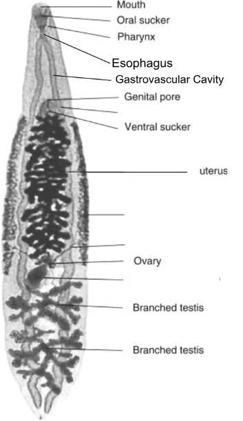 <p><em>Clonorchis</em>.&nbsp;Class Trematoda. Phylum Platyhelminthes. </p>