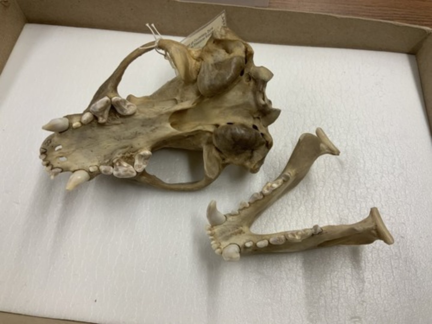 <p>Genus, species</p><p>-3/3 PM</p><p>-triangular 3rd PM and 1st M</p><p>-stout, triangular skull</p>