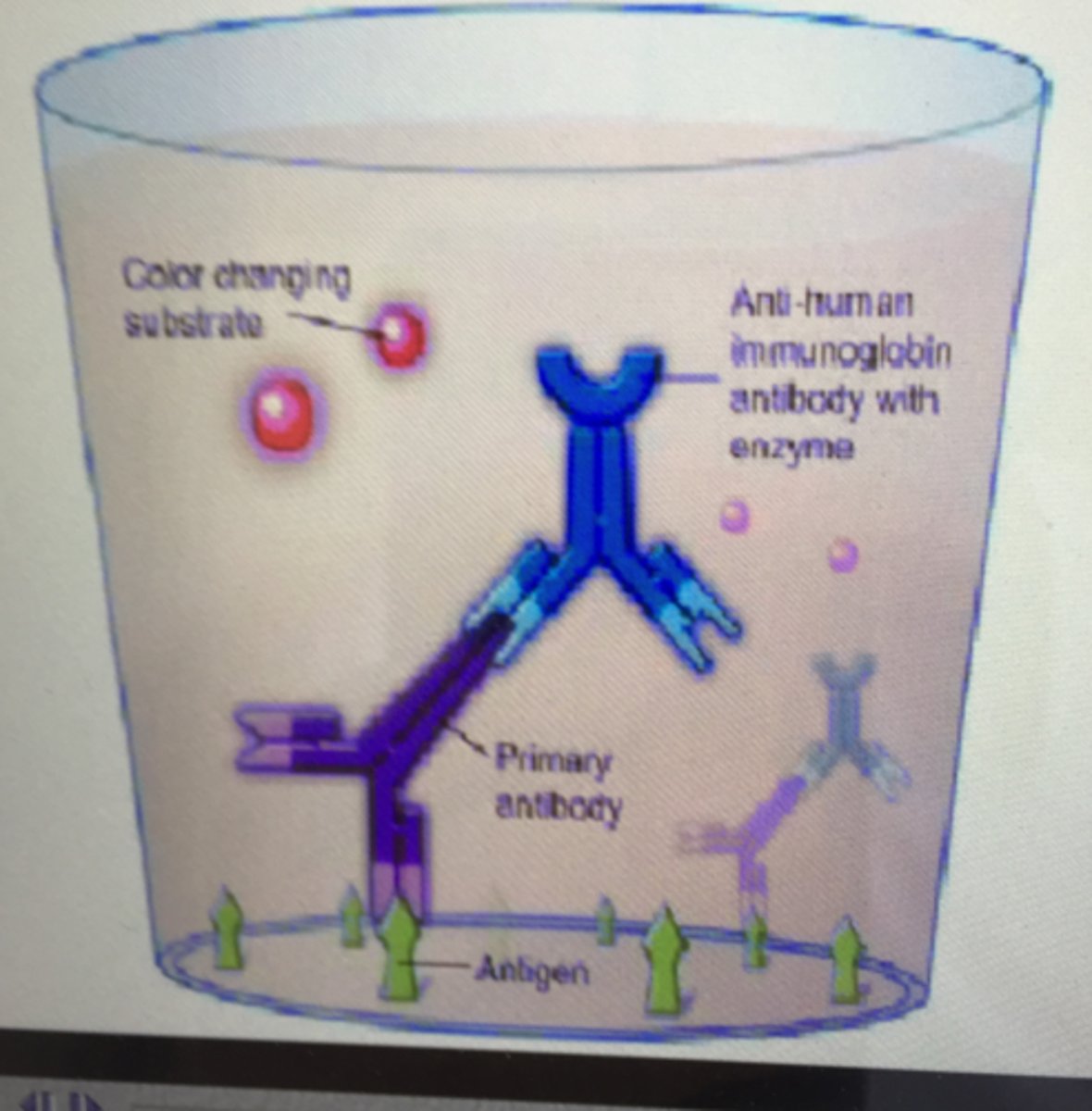 <p>Enzyme Linked ImmunoSorbent Assay</p>