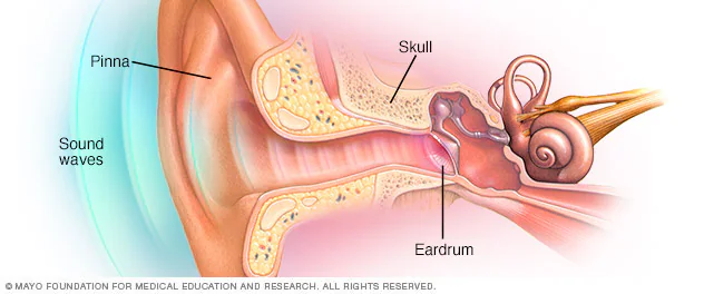 <p><span>The auricle (pinna)</span></p>
