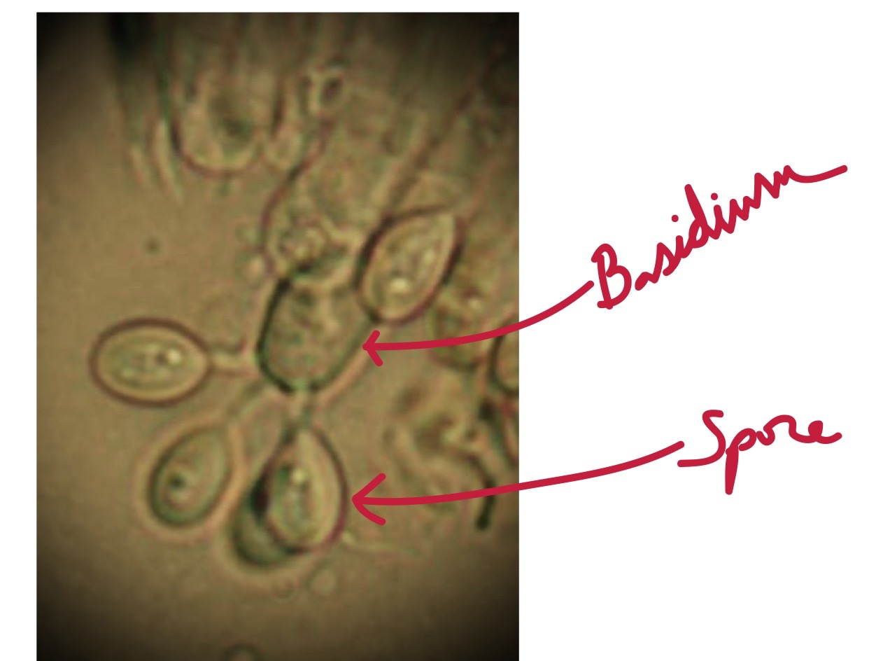 <p>Haploid spores produced in basidia</p>