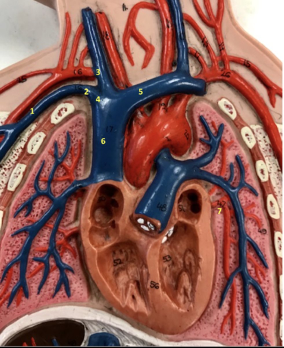 <p>What vein is 5?</p>