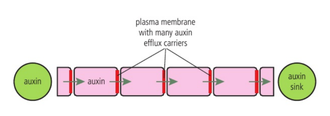 <p>The area of plant tissue that auxin is moving towards</p><p>Auxin efflux carriers are distributed within each cell so that they are close to the auxin sink</p><p>Auxin cannot move backwards towards the auxin source, because the carrier proteins are not located on that side of the cell</p>
