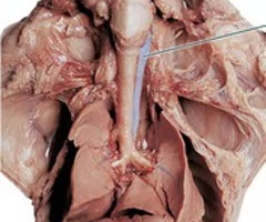 <p>What is the arrow pointing to? What’s it function? </p>