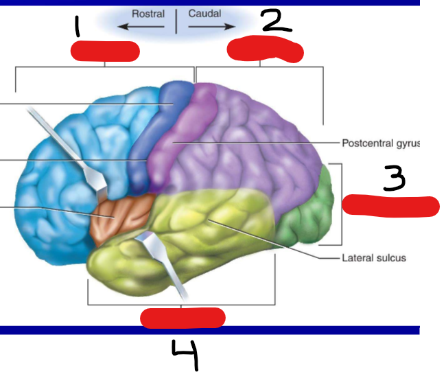 <p>Be able to identify visually the lobes of the brain:</p>