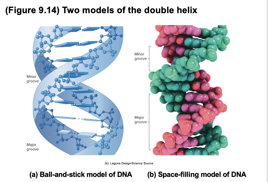 <ul><li><p>there are 2 asymmetrical ? on the outside of DNA double helix</p><ul><li><p>major ?</p></li><li><p>minor ?</p></li></ul></li><li><p>certain proteins can bind within these ?</p><ul><li><p>they can thus interact with a particular sequence of bases</p></li></ul></li></ul><p></p>