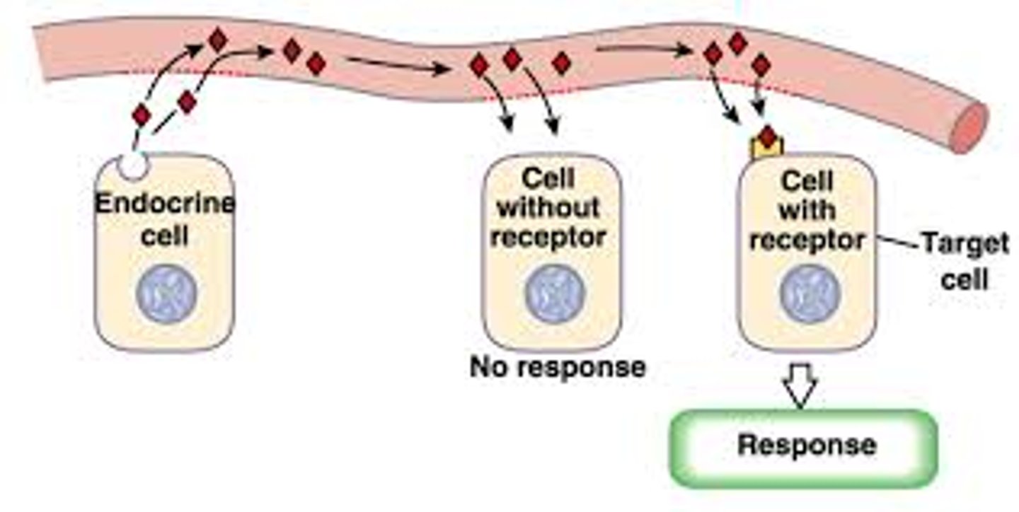 <p>- Are distributed (sent) to the entire body but will only affect the cells that have the proper receptor.(the receptor for such hormone. Ex: ADH is sent to the entire body, but it will only affect DCT because is the only part that has a receptor for ADH)</p>