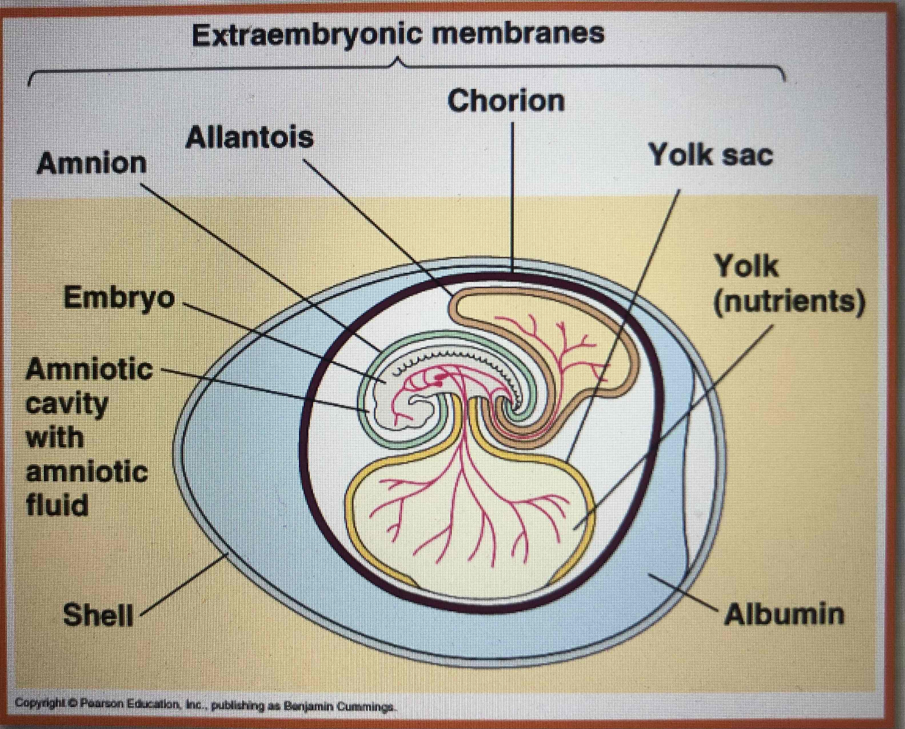 <p>-amnion</p><p>-Allantois</p><p>-chorion</p><p>-yolk sac</p>