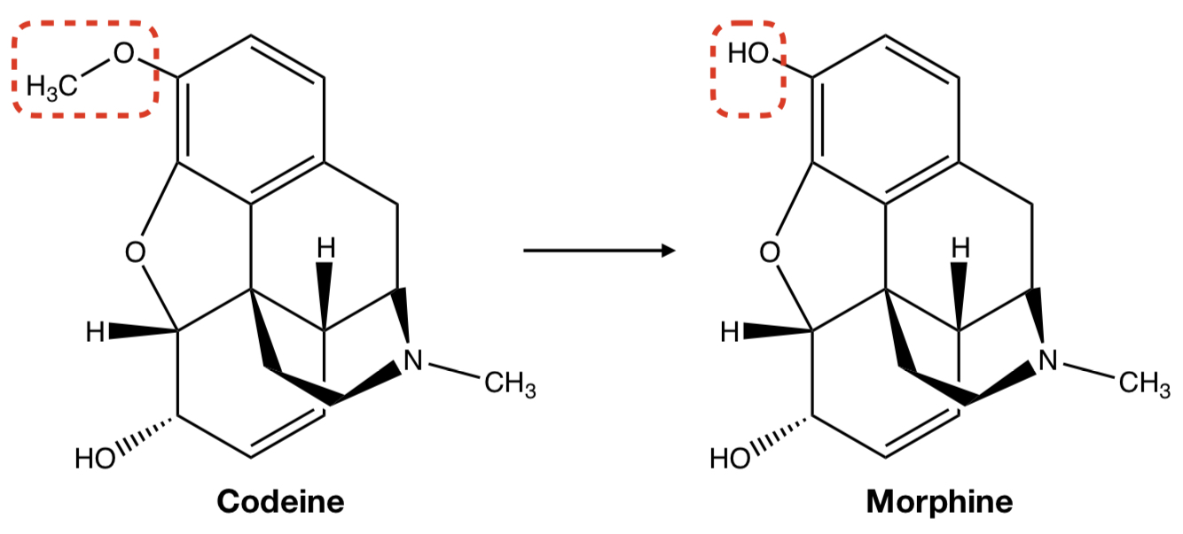 <p><strong>CODEINE</strong> TO <strong>MORPHINE</strong></p>