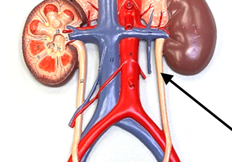 <p>Below renal pelvis </p>