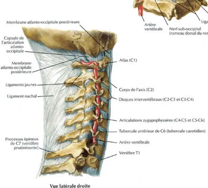 <ul><li><p>cheminement de l&apos;artère vertébrale à travers les foramens transversaires jusqu&apos;à former une boucle derrière le massif articulaire entre la boîte crânienne et C1</p></li><li><p>artère vertébrale rentre dans les foramens transversaires au niveau de C6</p></li></ul>