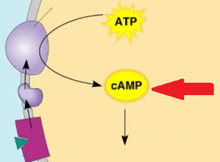 <p>Small, nonprotein water-soluble molecules or ions involved in a signaling pathway; examples include cAMP and calcium ions</p>