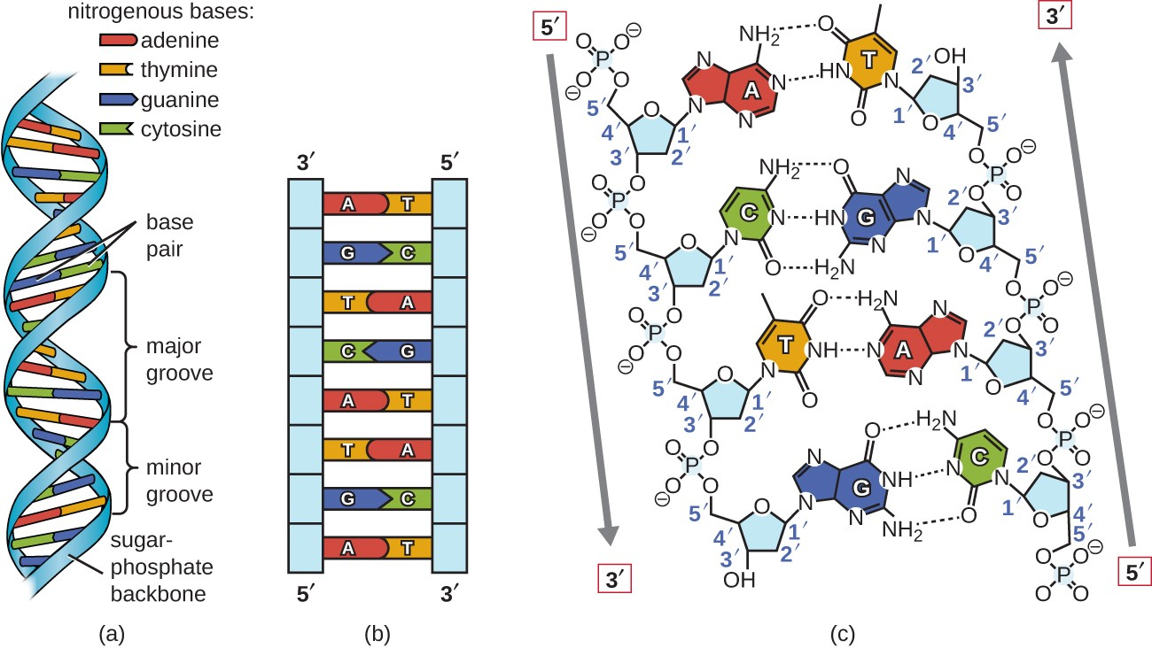 <p><span><span>Why do the two DNA strands stick together?</span></span></p>