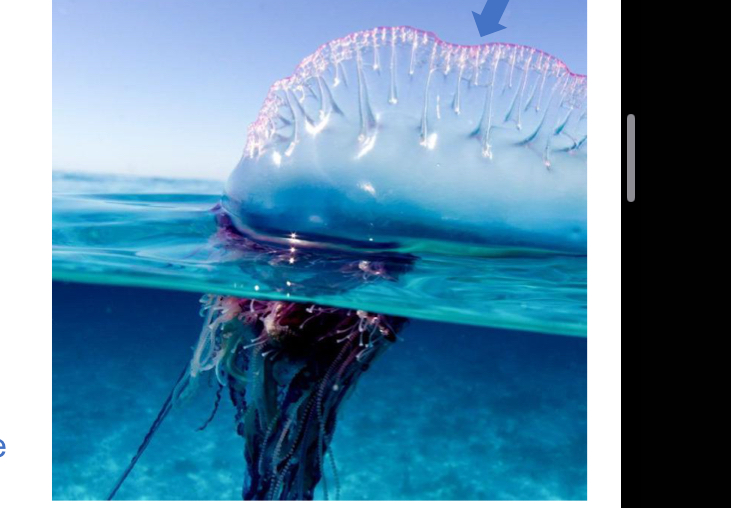 <p>identify the pictured organism</p>