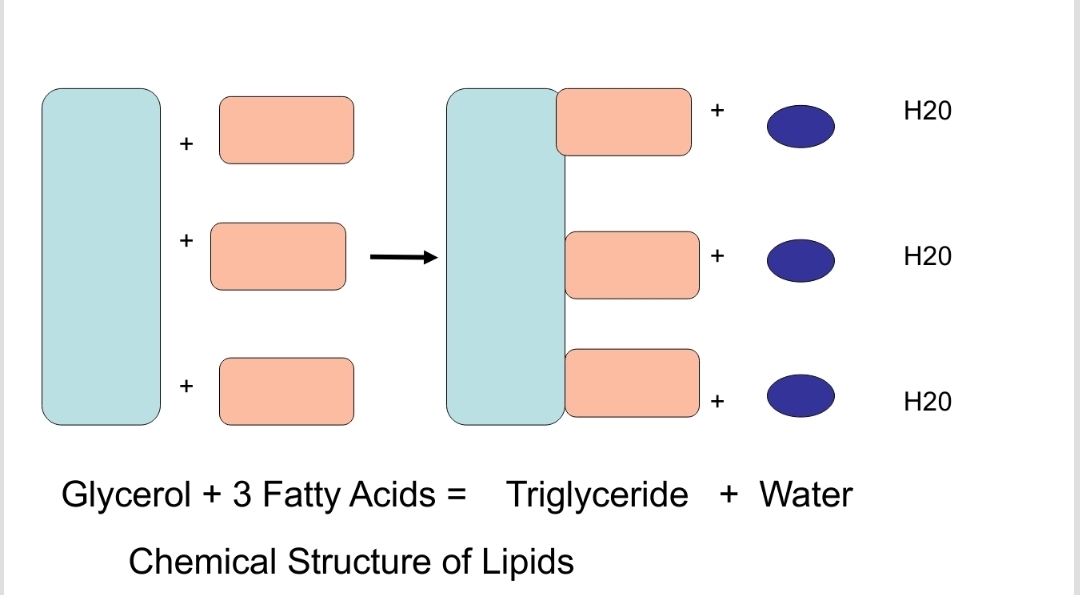 <p>Triglyceride</p>