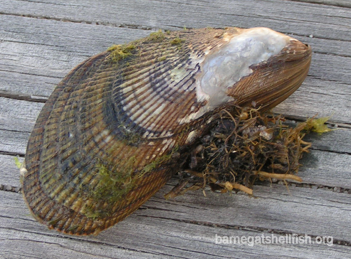 <p>phylum mollusca</p>
