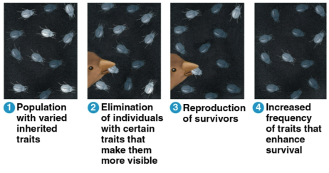 <p>Natural selection</p>