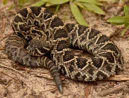 Crotalus adamanteus