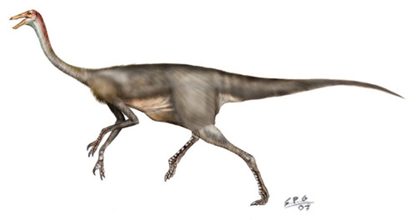 <p>ガリミムス</p>