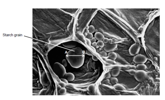 <p>What type of microscope was used to obtain the image shown in the diagram?</p><p>Give <strong>one</strong> piece of evidence to support your answer. (2 marks)</p>