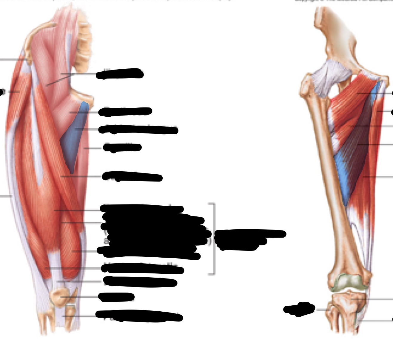 <p>Name, origin, insertion, innervation</p>