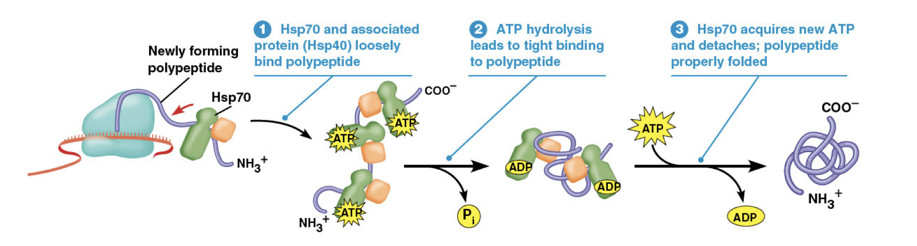 Multiple Hsp70 proteins (and associated proteins) attach to a polypeptide using ATP. Once properly folded, the Hsp70 proteins detach.