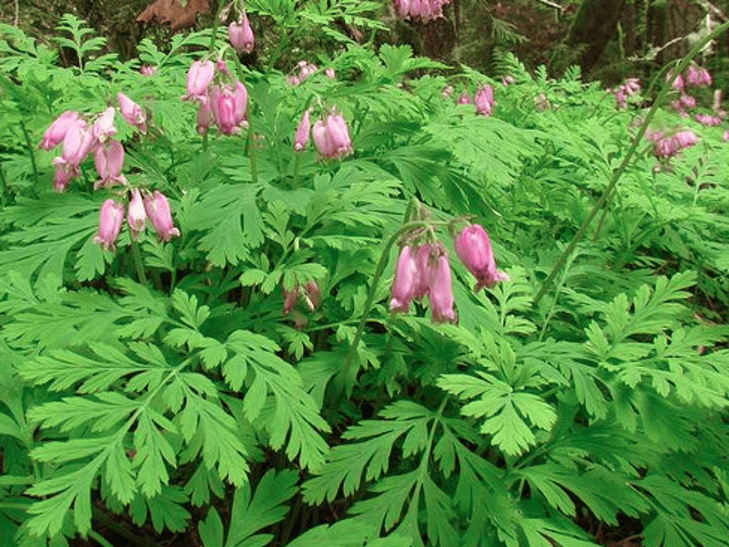 <p>Early Bloomer</p><p>- One of the first forest wildflowers to emerge in March.</p><p>- Delicate pink heart-shaped flowers.</p><p>Garden & Wild Appeal</p><p>- Common in moist forest understories especially near creeks and shaded slopes</p><p>- Popular in home gardens due to share tolerance, long bloom period and attractive leaves</p>