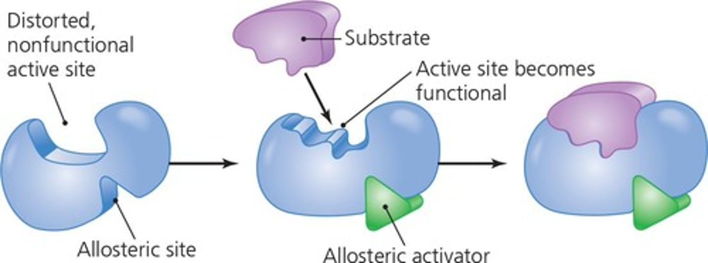 <p>A process where an effector molecule binds to an allosteric site on an enzyme, enhancing its activity.</p>